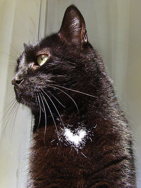 a cat with a heart on his chest
