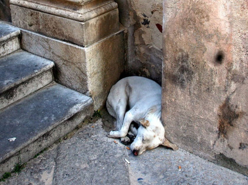 unwanted dog sleeps in street hungry thin emaciated sad lonely