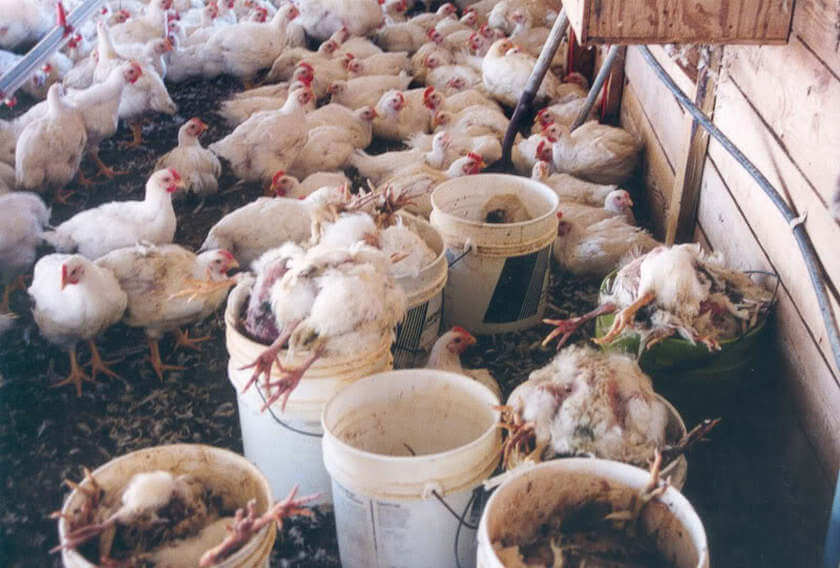 chickens dead and alive garbage cans