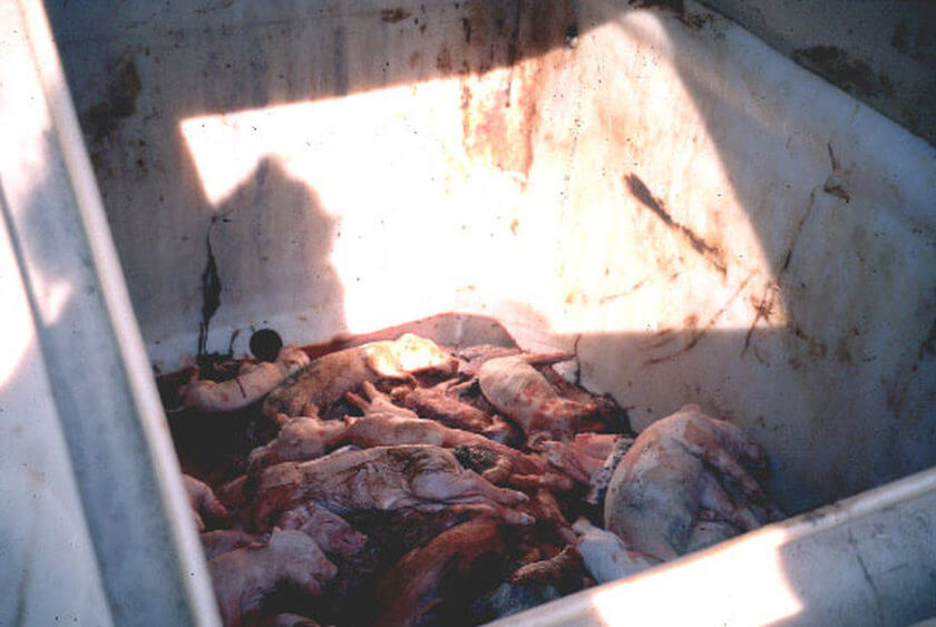 dead-pig-container