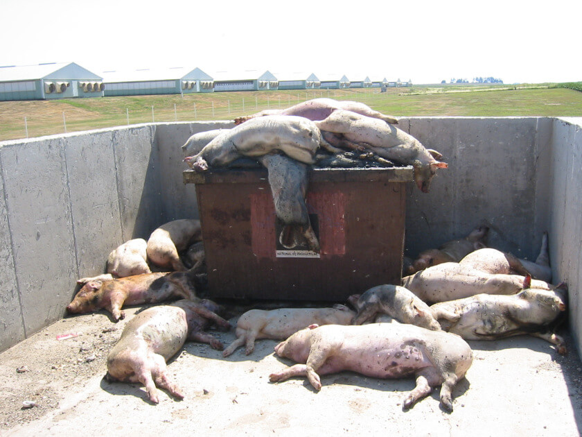 lots of dead pigs waiting to be rendered
