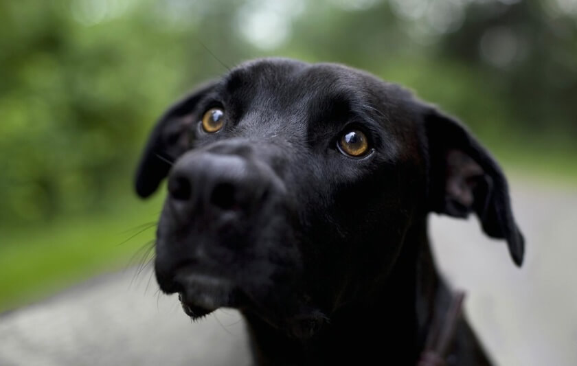 sad puppy dog black lab blind trust dog love