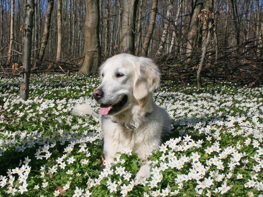 pretty white lab in field of flowers in the sunshine