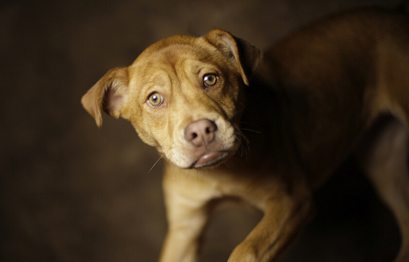 sad dog eyes pit mix