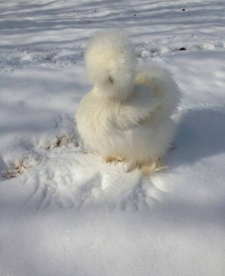 floofy chicken in snow