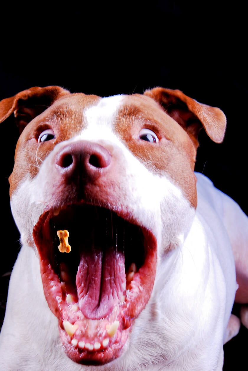 pit dog opens up wide mouth for treat snack cute