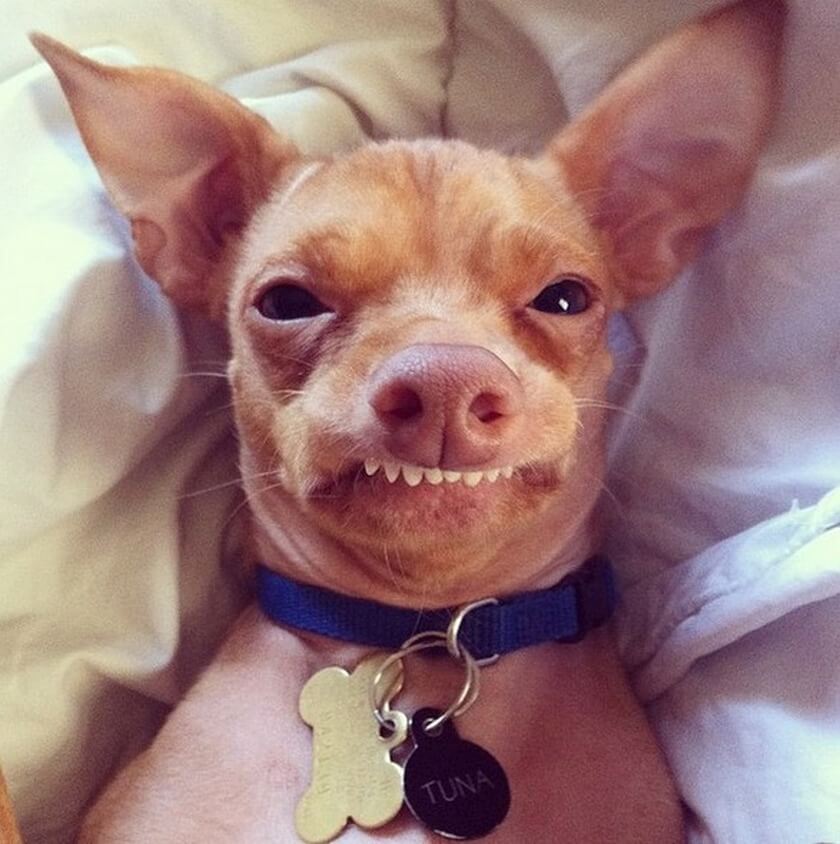 tuna the chiweenie derpy dog overbite cute