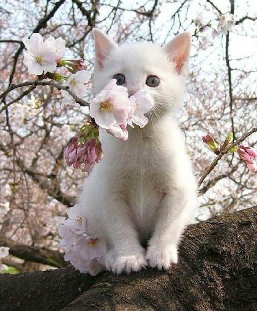 pretty white kitten pink tree blossoms spring time flowers