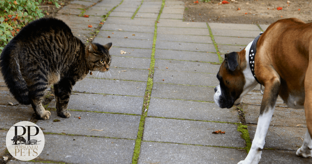 Cat-dog-pet food face-off