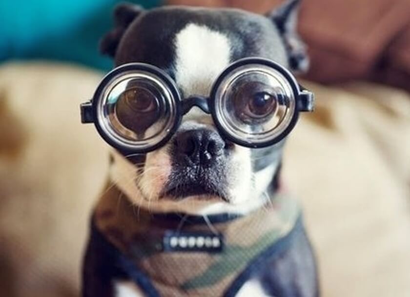 professor dog