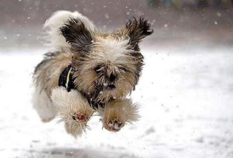 cute puppy running in the snow