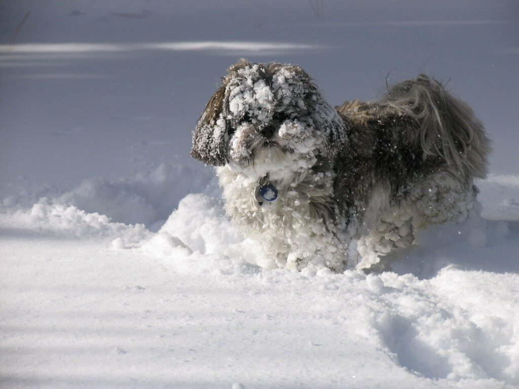 little dog playing winter covered in snow