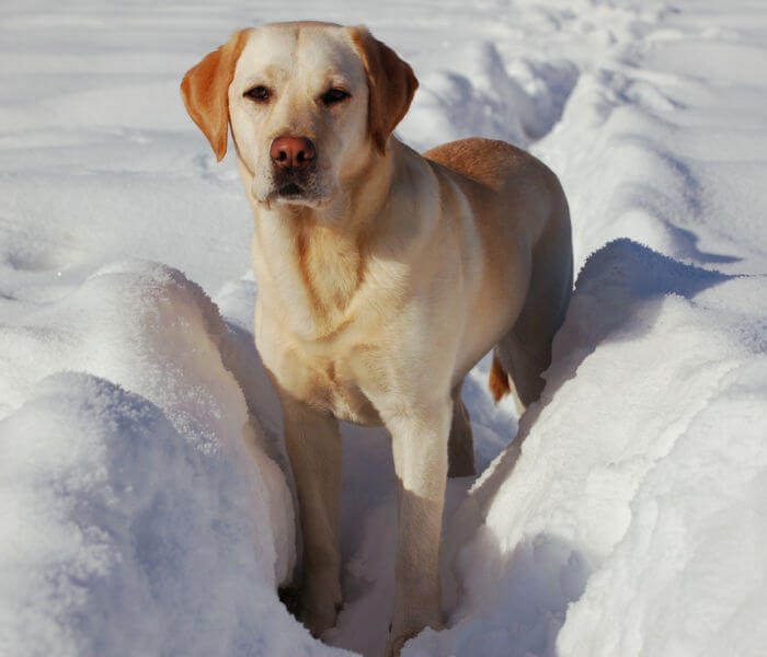 golden lab dog snow