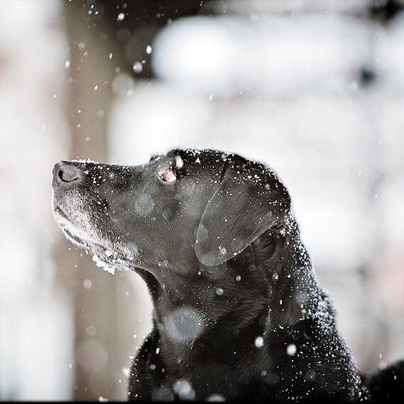 black lab snow snowflakes