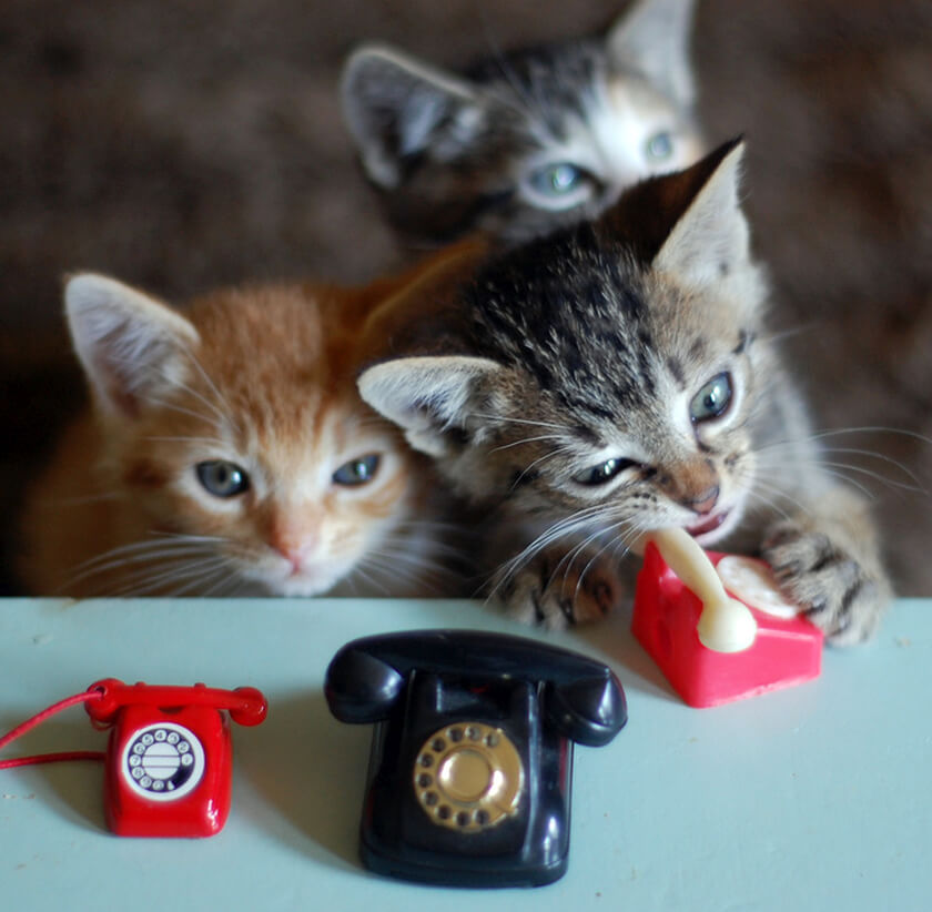 kitty phone FDA food icky