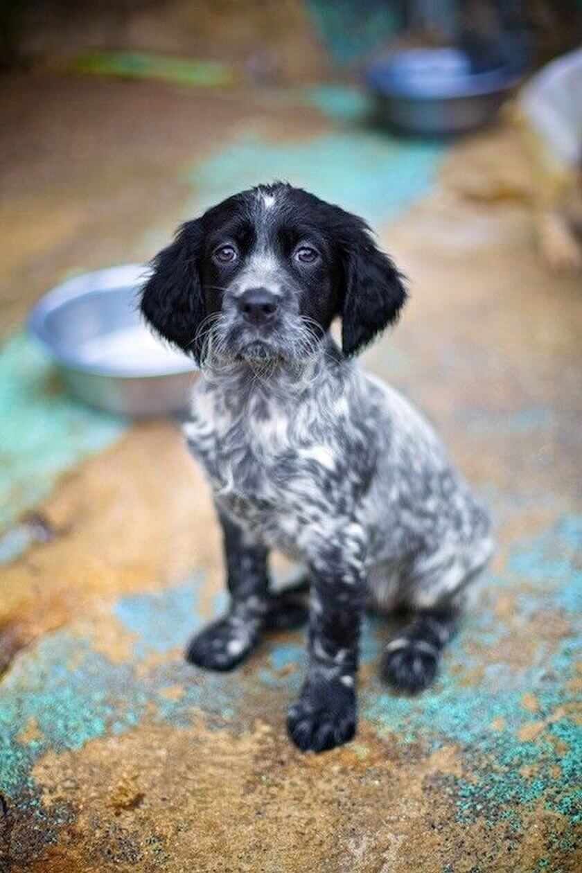 sad eyes dog with empty bowl of food