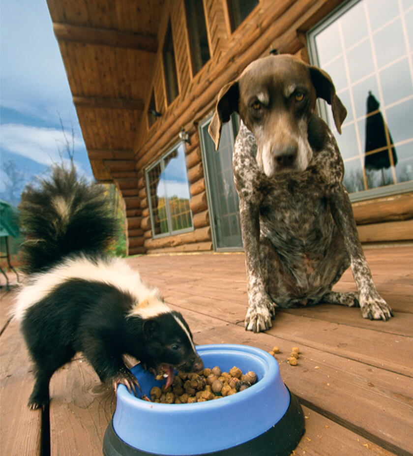 baby skunk eating dog food - dog not happy about it