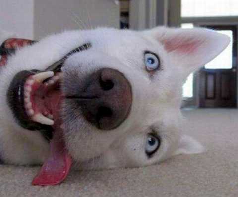 funny-dog-pictures-hi-hi-hi-hi-hi | Poisoned Pets | Pet Food Safety News