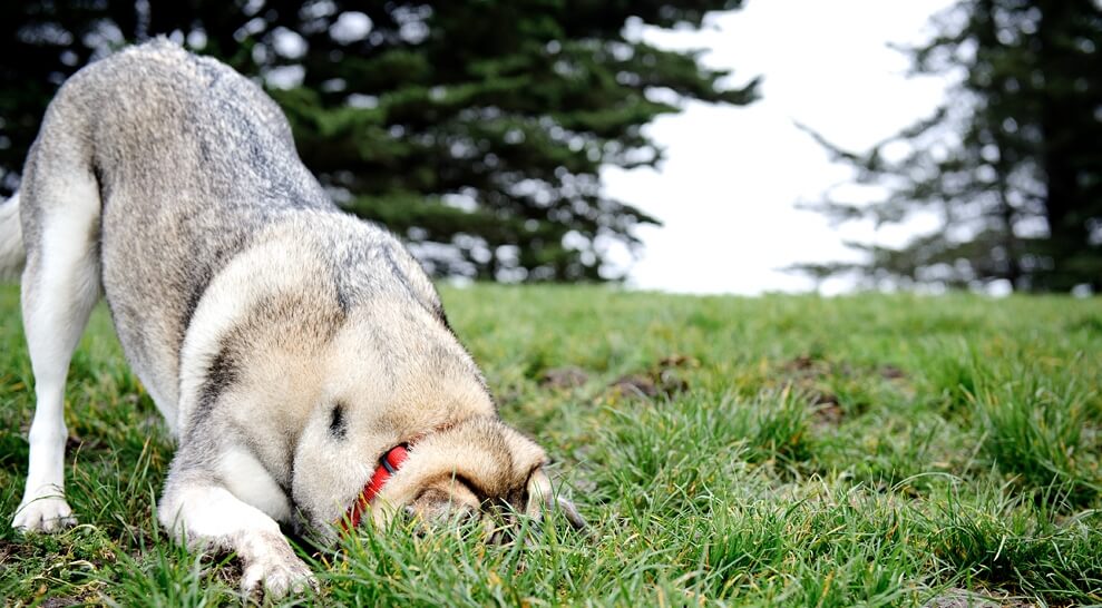 dog digging to get gopher or mole