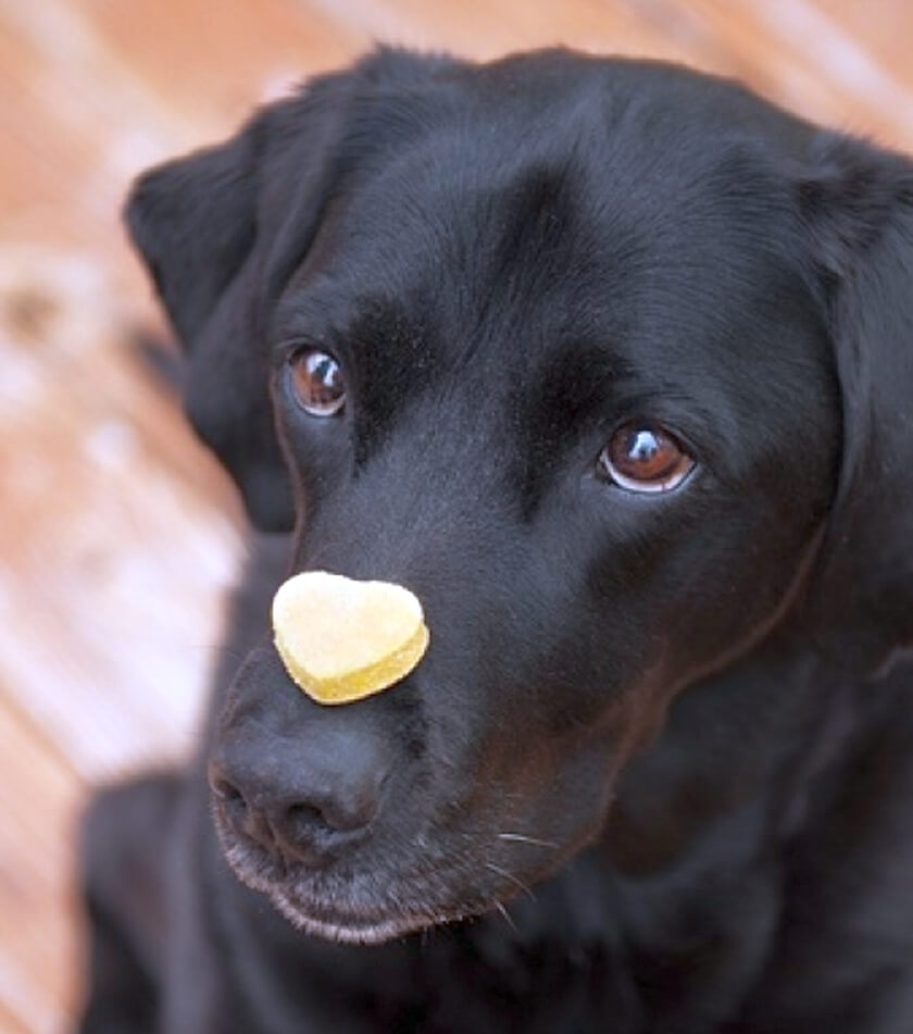 what-a-good-dog