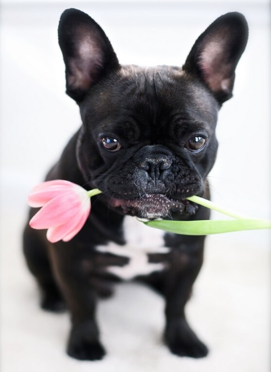 cute dog holding flower in mouth