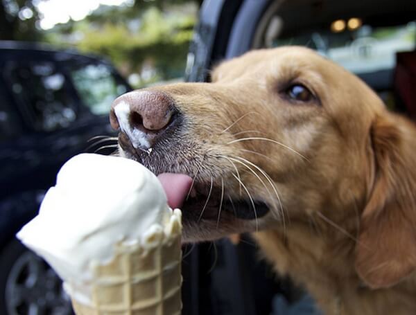 dog-eating-ice-cream hopefully not the recalled frozen yugurt dog treat