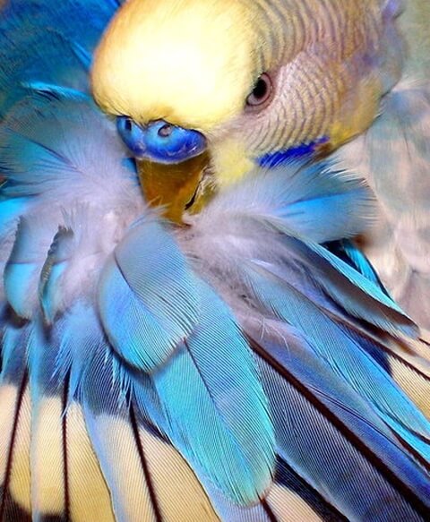 beautiful colorful bird parakeet