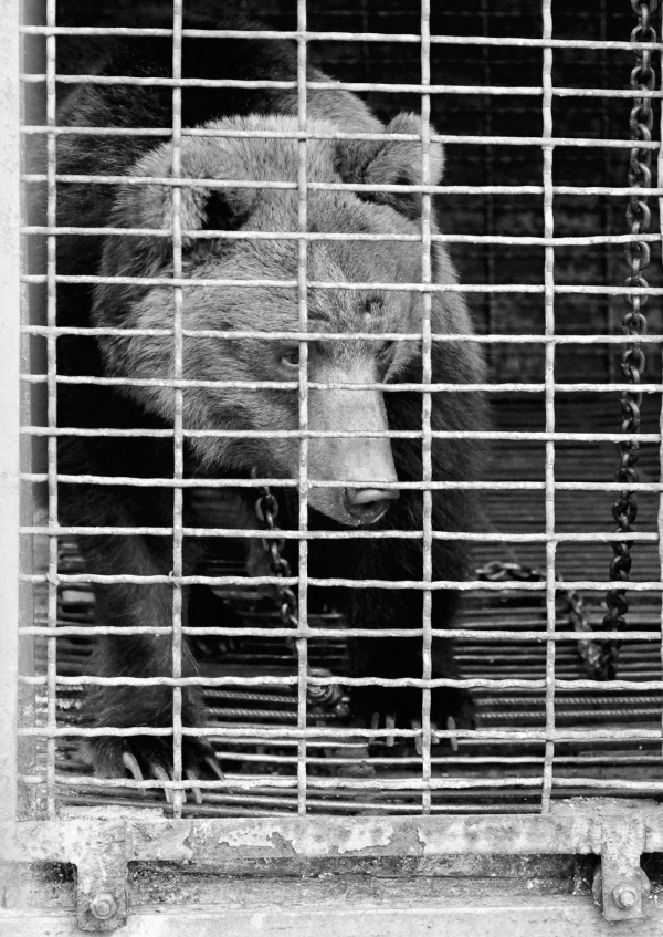 Masha bear cage