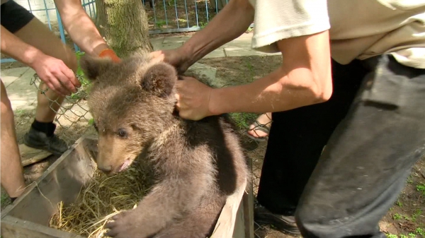 baby bear torn from mother ukraine