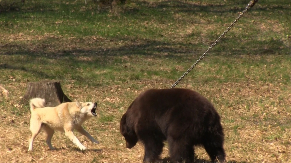 bearbait2