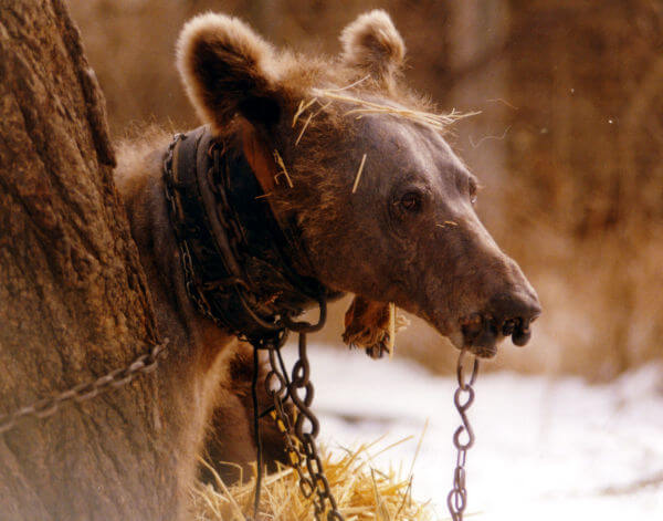 captive bear