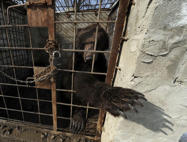 potap bear ukraine bear baiting