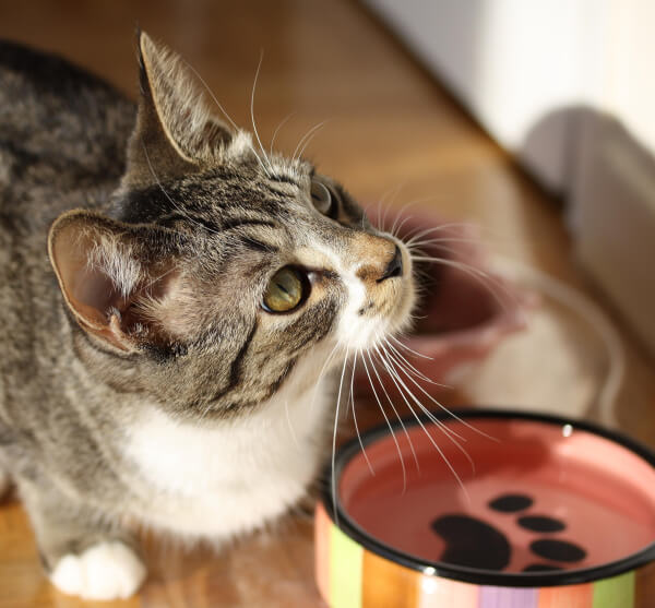 cat food bowl