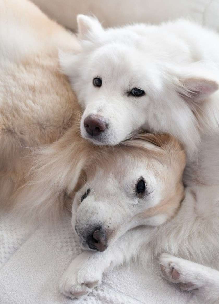 beautiful white dogs snuggle on white bed