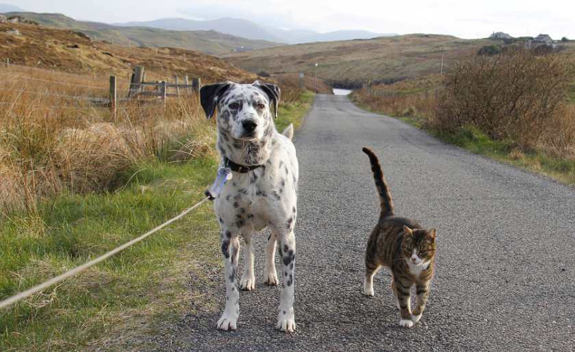 cat and dog going on a walk in the country