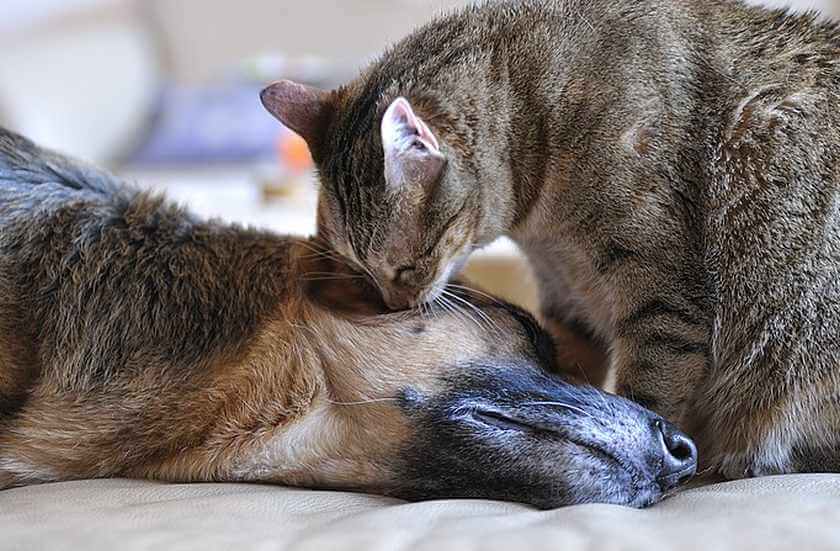 cat and dog together best friends