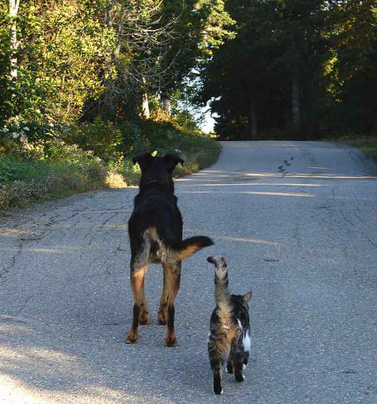 dog and cat on a walk together