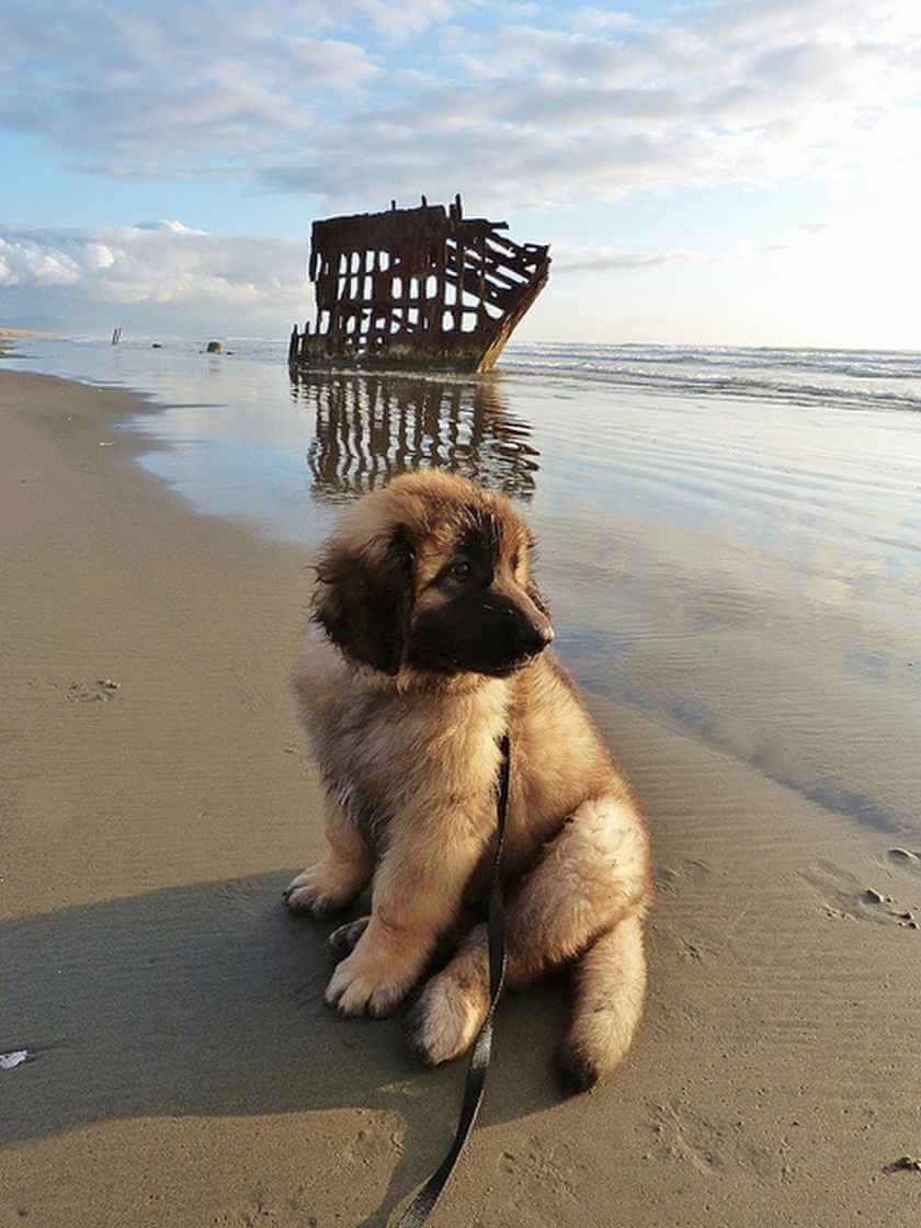 dog on beach in front of ship wreck