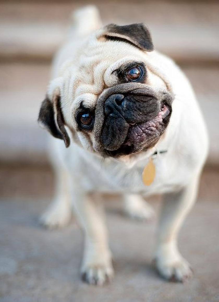 head tilt cute pug