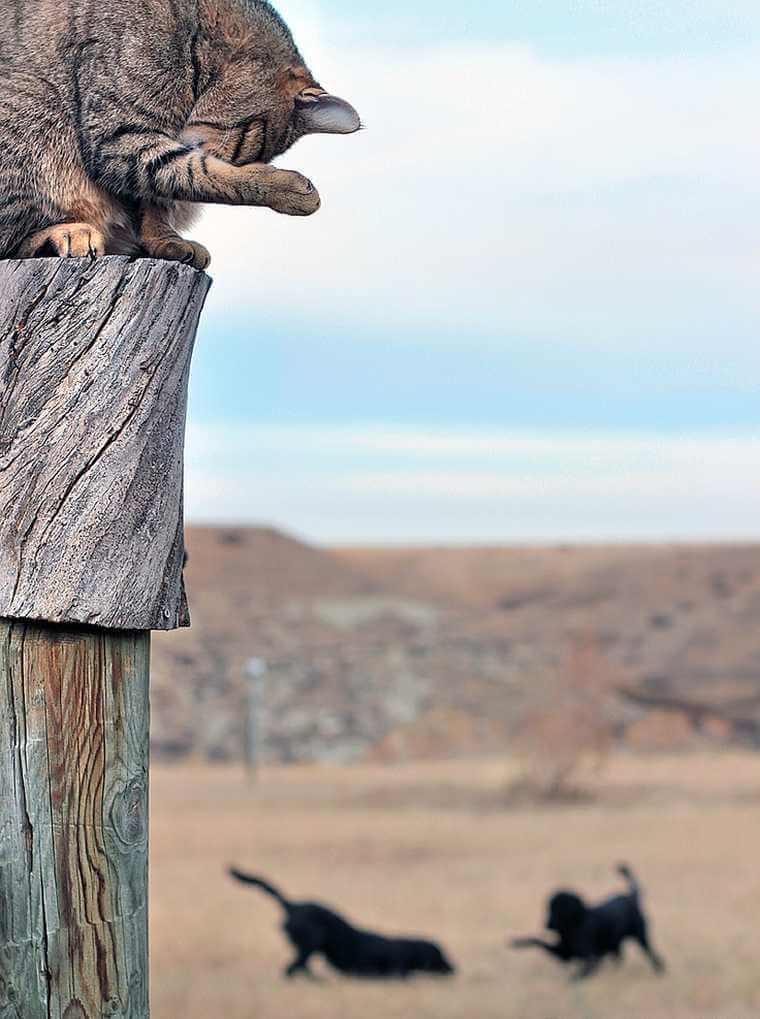 home on the range dogs and cat outside