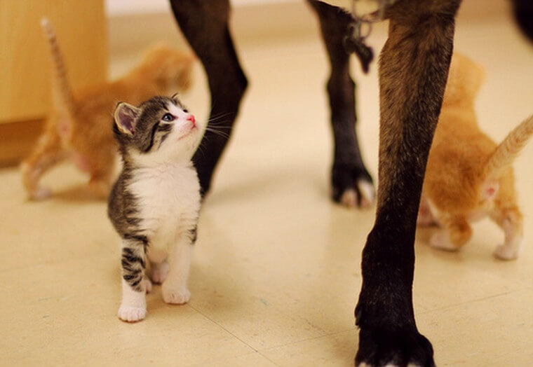 little kitty with big dog