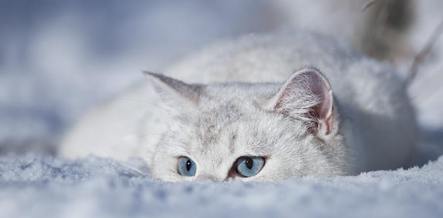 sneaky kitty hiding in snow