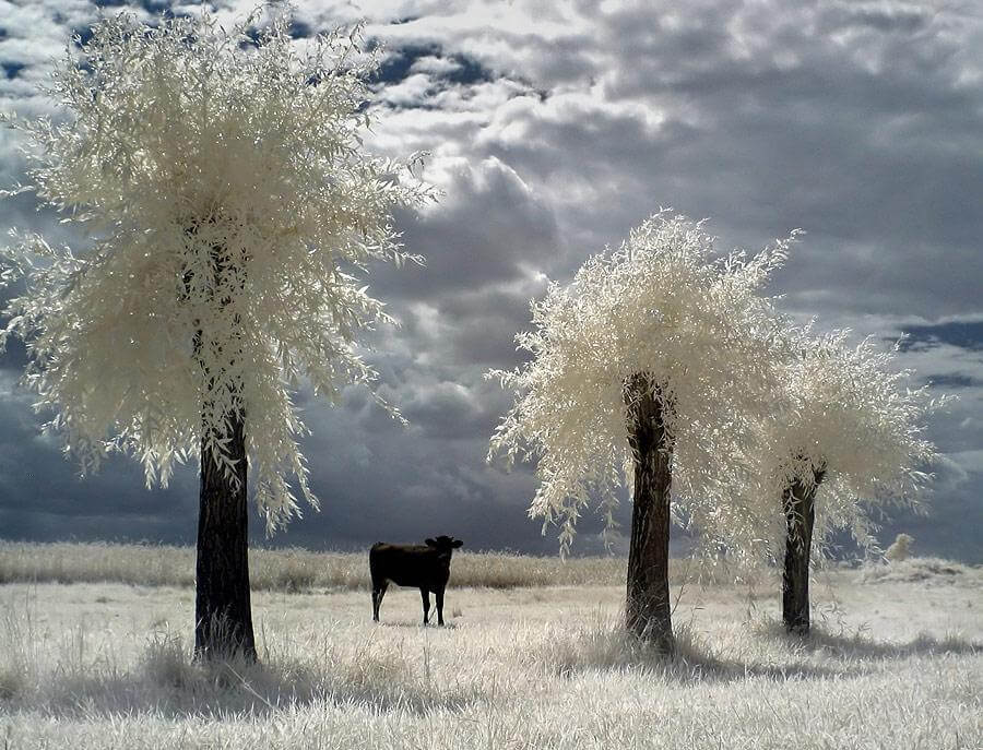 cow in field