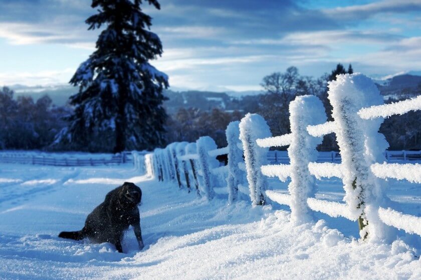 Black lab in snow