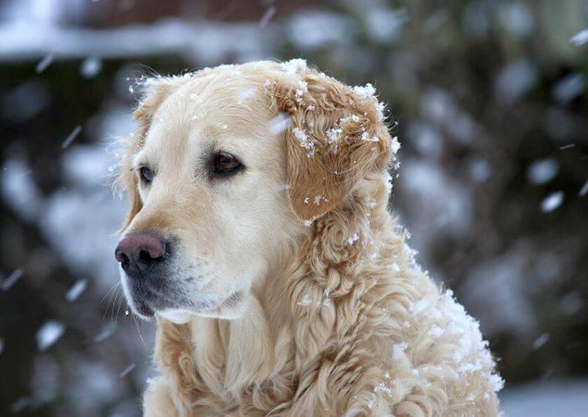 beautiful dog in snowfall
