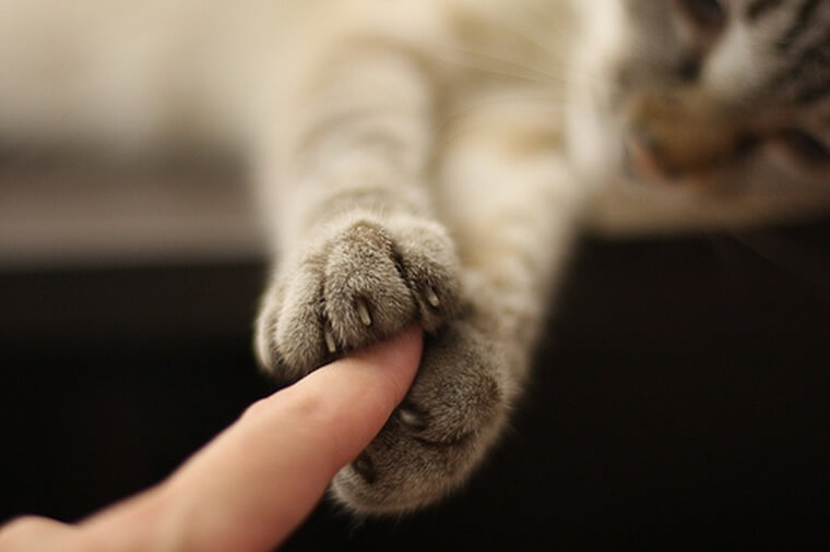 cat holding hands finger paws human love relationships pets