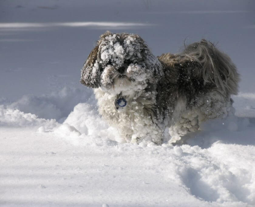 Cute dog covered in snow