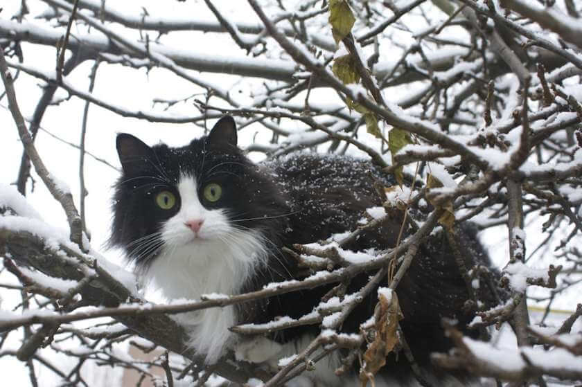 pretty cat in tree snow winter