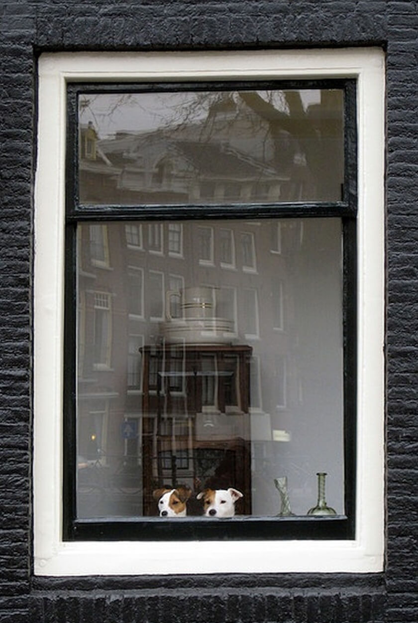 two dogs sit behind window looking out NY brownstone cute waiting