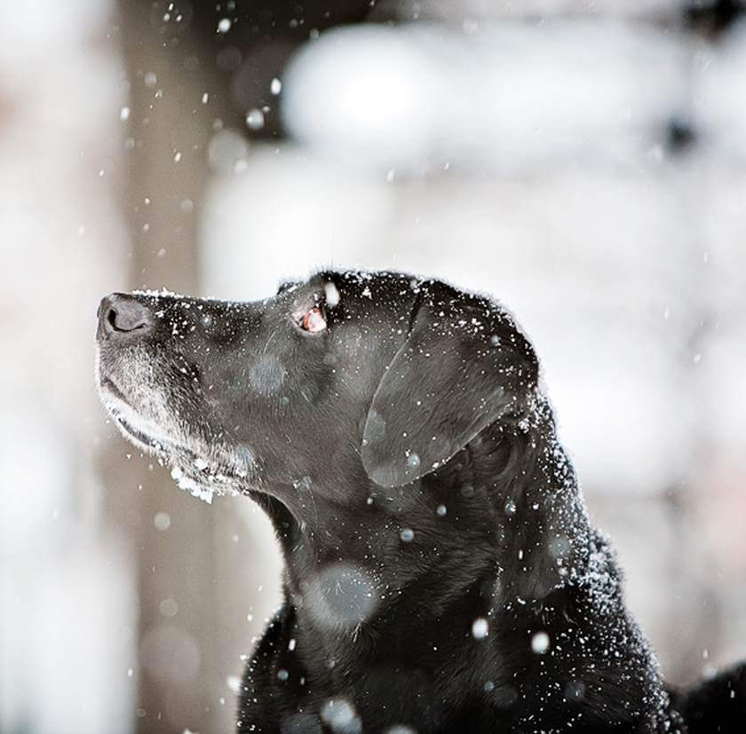 dog in snow